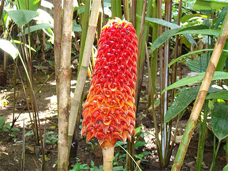 Fleur de "maracas"