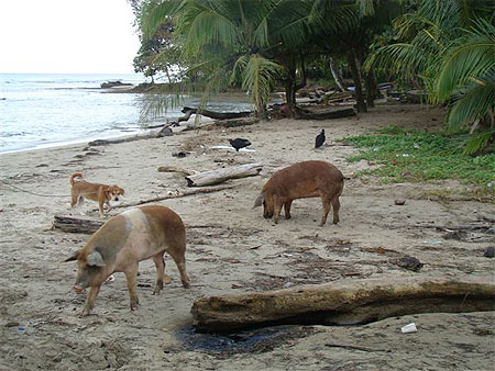 Puerto Viejo playa