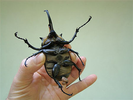 Scarab�e