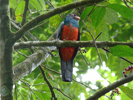 Trogon