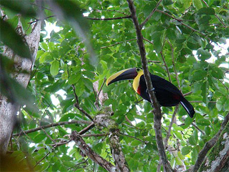 Toucan de Swainson