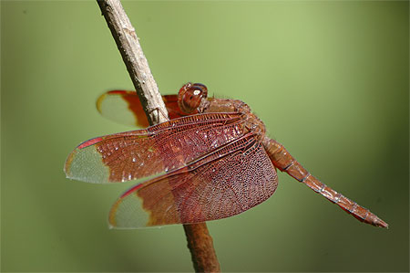 Dragonfly