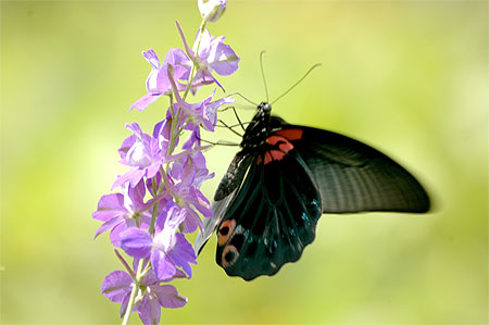 Papillon
