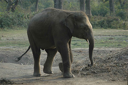 El�phant b�b�