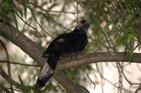 Coucou koel Female (eudynamys scolopacea )