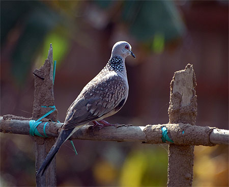  Tourterelle orientale - Streptopelia orientalis
