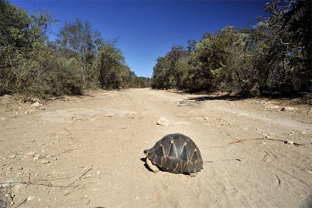 Tortue Radi�e sur les pistes du Sud