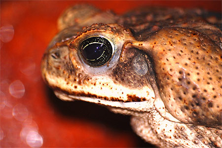 Portrait de crapaud