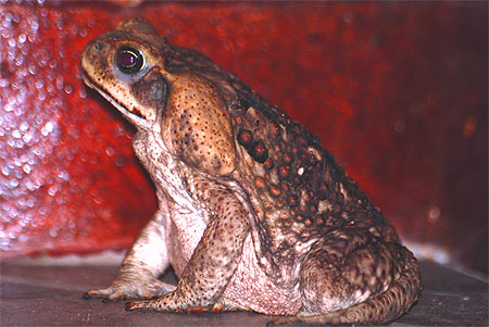 Le crapaud du soir