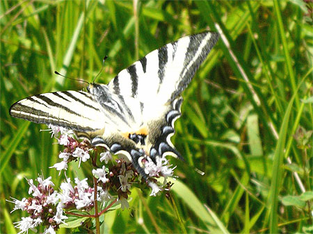 Habitant du Quercy