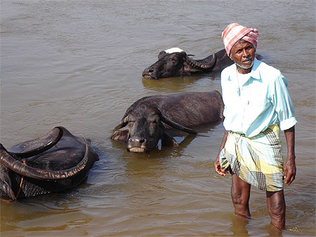 Buffles d'eau