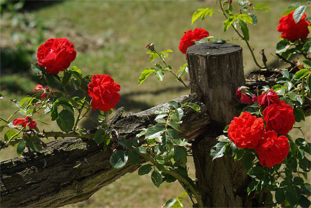 Barri�re de roses