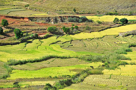 Rizi�res dans la vall�e d'Ambalavao