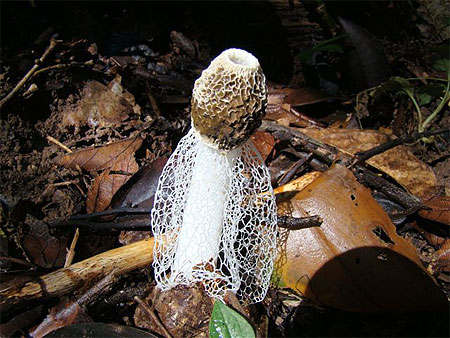 Champignon impudique