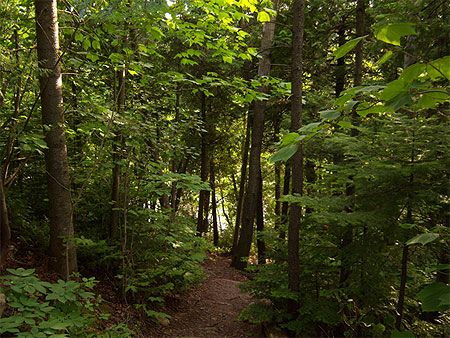 Sentier dans la for�t
