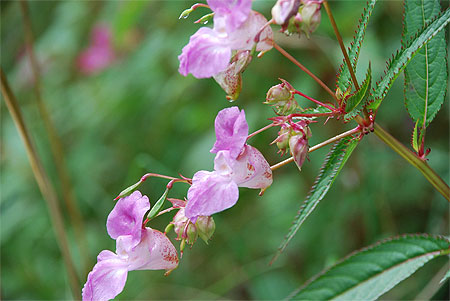 Impatiens noli-tangere