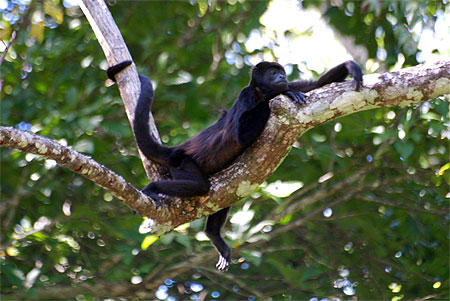 Singe r�veur
