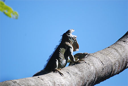 Iguane baillant
