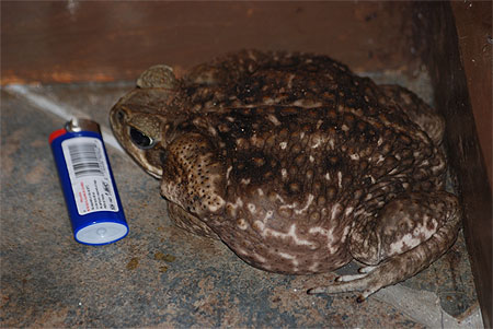 Crapaud costaud