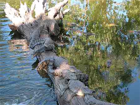 Croco de Darwin