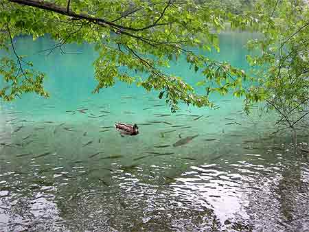 Poisson � Plitvice