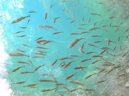 Poissons � Plitvice
