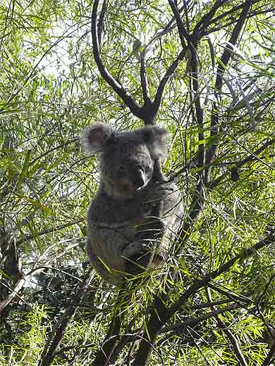 Koala de la r�gion de Sydney