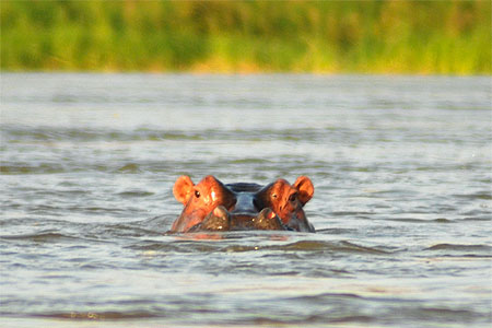 Hippos