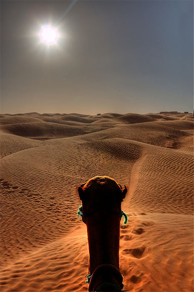 Dromedary trek