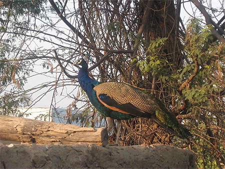Indian Peafowl Pavo cristatus