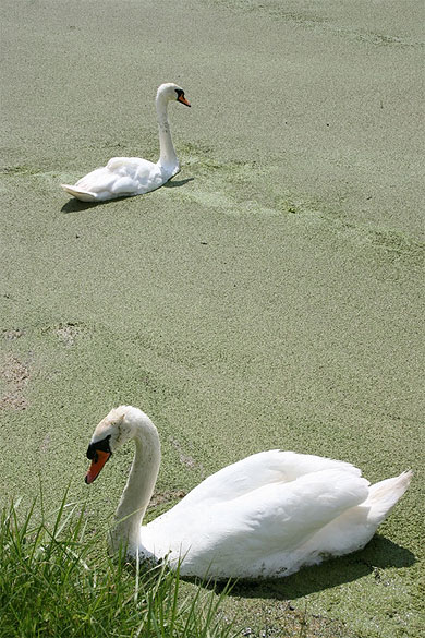 Les cygnes
