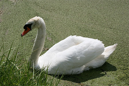 Le cygne