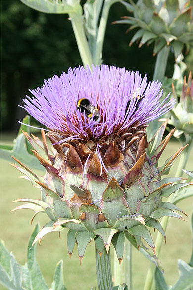 Bourdon sur la fleur