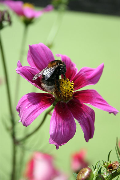 Bourdon sur une fleur