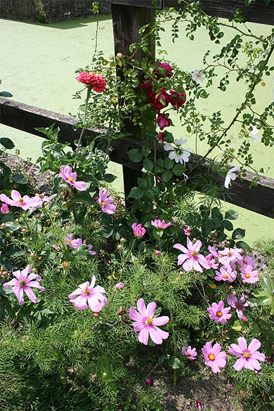 Fleurs sur la haie