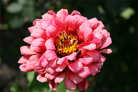 Fleur