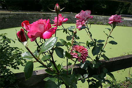 Belles fleurs
