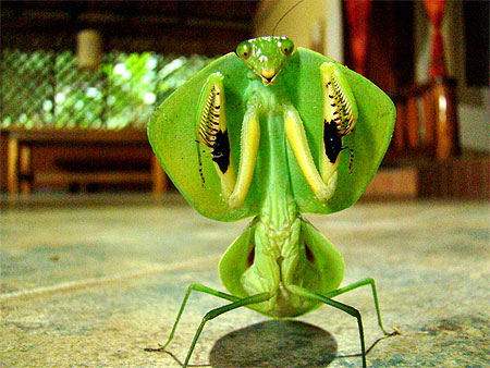 Alien