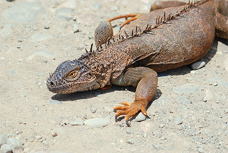 Iguana