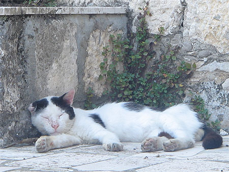 Sieste ronronnante � l'ombre des remparts de Korcula