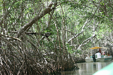 Dans la mangrove de Celestun