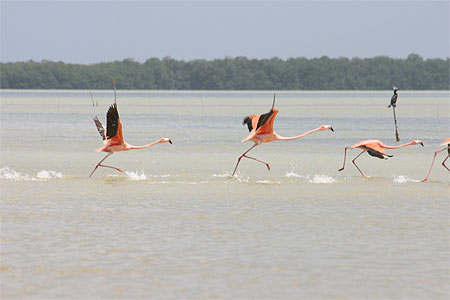 Les flamants rose de Celestun