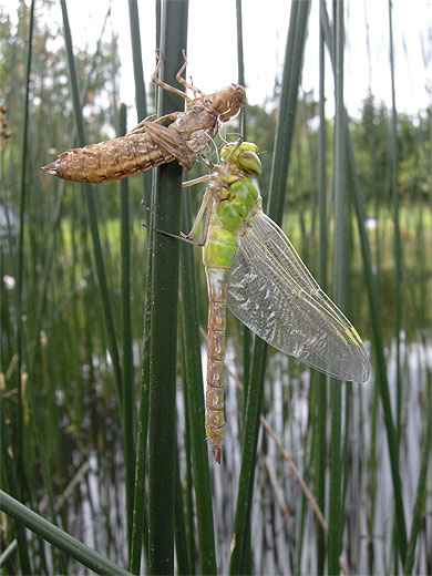 Naissance d'une libellule