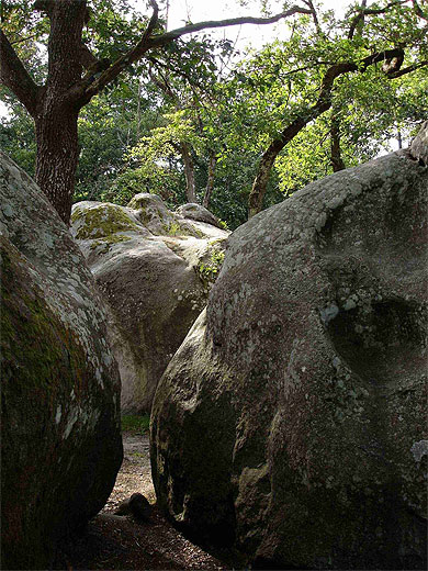 For�t de Fontainebleau