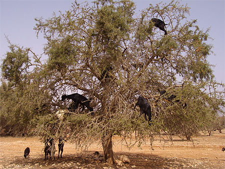 Ch�vres dans les arganiers