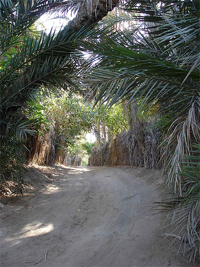 Palmeraie de Nefta