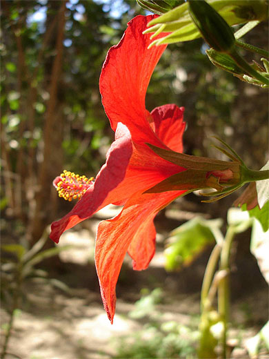 Hibiscus
