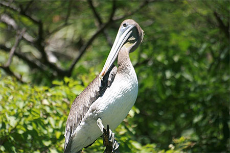 Le Ca�on del Sumidero