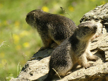 Marmottons