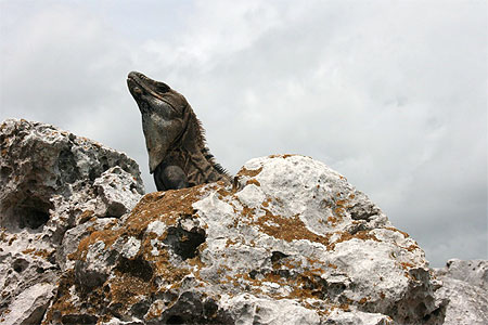 Les ruines de Tulum